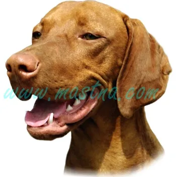 Samolepka maďarský ohař, vyžla 310