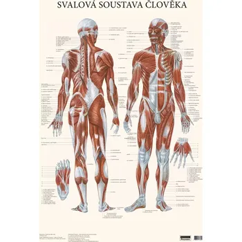 Plakát Plakát - Svalová soustava člověka 48x70cm