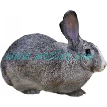 králíkárna Liptovský lysko činčilový, samolepka králík