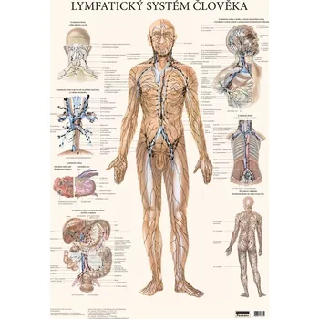 Plakát Plakát - Lymfatický systém člověka 48x70cm