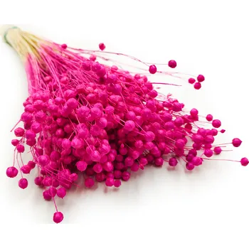 mech-mech.cz Sušený Len (Linum) - Fuchsiový