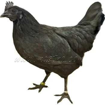 Ayam cemani slepice, samolepka drůbež