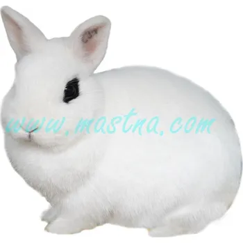 králíkárna Zakrslý hototský, samolepka králík