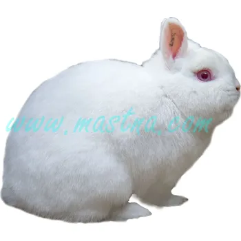 králíkárna Hermelín červenooký, samolepka králík