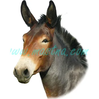 Samolepka mula, osel