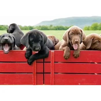 Obraz Plakát Štěně v červeném vozíku bez rámu 50 x 40 cm