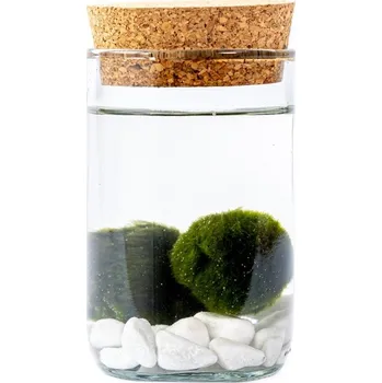 Gardners Skleněná váza Lipia výška 11,5 cm a 2 řasokoule