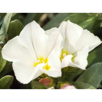 Sazenice Svlačec bílý Balení: kontejner p14, Tvar: výška 25cm