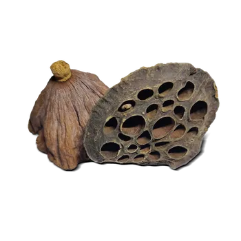 Akvárium Sušené lusky lotosu