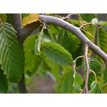Sazenice Habr obecný 'Pendula' Balení: kontejner nebo bal