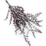 mech-mech.cz Stabilizovaný eukalyptus Baby Blue - červený