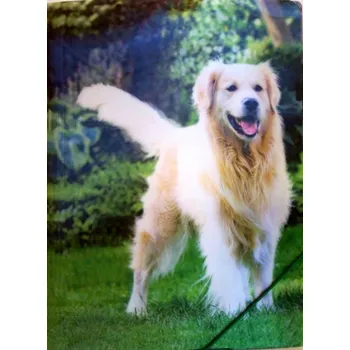 Archivační box Desky na spisy/výkresy s gumou, motiv pes,3D efekt