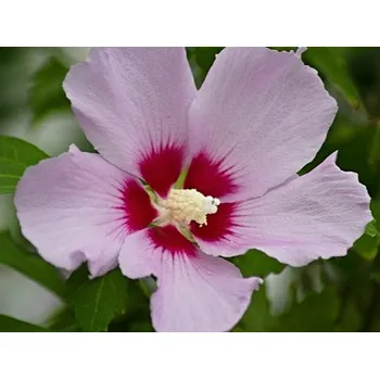 Sazenice Ibišek syrský 'Lila jednoduchý' Balení: kontejner C5