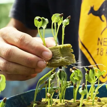 Sadbovací kostky pro sazenice a řízky 40 ks
