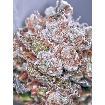 Semeno Ministry of Cannabis Zensation Gold Balení: 5ks