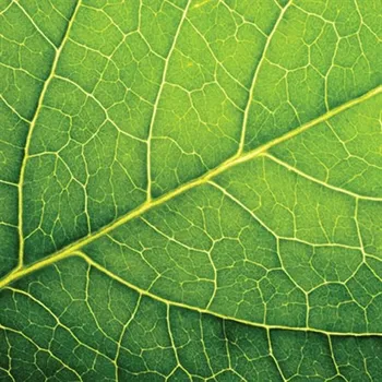 Papírový ubrousek Ubrousky PAW L 33x33cm Leaf Close Up