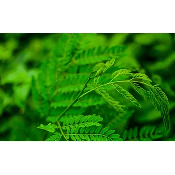 Sazenice Tamarindus indica 50 cm