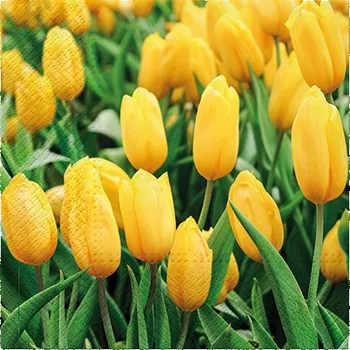 Papírový ubrousek Obrúsky PAW L 33x33cm Tulips Field