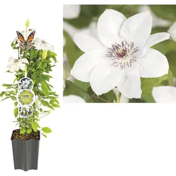 Květináč Plamének FloraSelf Clematis kultivar výška 50-60 cm květináč 3 l bílý