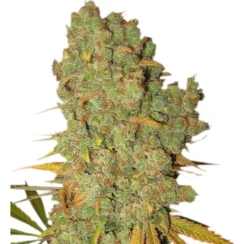 Semeno Royal Queen Seeds | Special Kush 1 - 3 ks