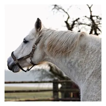 Černý jezdec, bílý kůň - Karel Šiktanc