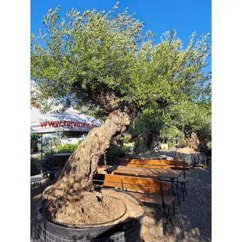 Sazenice Olivovník Bonsaj - Olea Europaea Bonsai - OL_Tumbado_extra