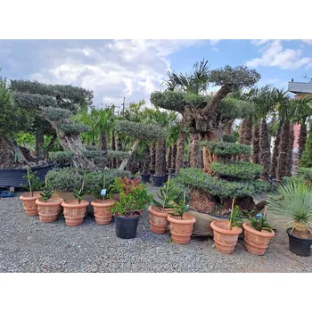 Sazenice Olea Europaea - Olivovník Bonsai Grande Mega - Ejemplar_FH_23