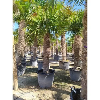 Sazenice Trachycarpus Fortunei - mrazuvzdorná palma (-17C) / TOP CENA - Kmen 140/160