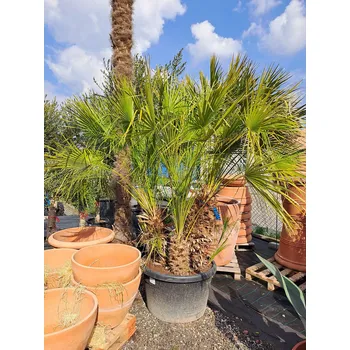 Sazenice Chamaerops Humilis - Grupo - 3/7kmenu - Chamaerops_50cm kmeny