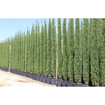 Sazenice Cypřiš stálezelený - Cupressus Sempervirens - Totem EXTRA - výška 200/225cm Totem