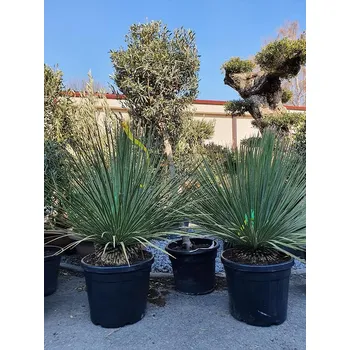 Sazenice DASYLIRION SERRATIFOLIUM C35/25Lt - DAS-C35/25Lt