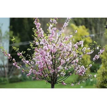 Sazenice PRUNUS DULSIS - Mandlovník / 10lt - výška 160/180cm