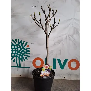 FICUS CARICA - Fík 7,5l, 10l, 12l - BROWN TURKEY - 10l, výška 80/100cm