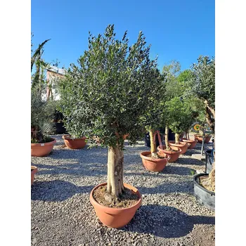 Sazenice Olivovník Evropský - Bonsai Joven T90 - 180/210cm - JOVEN_T90