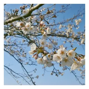 Máj - Karel Hynek Mácha