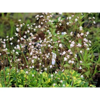 Sazenice Lomikámen stinný 'Aureopunctata' - Saxifraga umbrosa 'Aureopunctata' Balení: kontejner p11