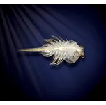 Aqua Dragons - vodní dráčci (akvárium kit)