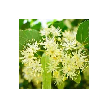 Linden Blossom - vonný olej na výrobu svíček (Lipový květ - vůně do vosku)