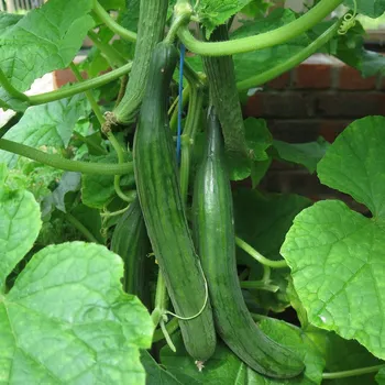 Semeno BIO Okurka salátová Picolino F1 - Cucumis sativus - bio osivo okurky - 4 ks