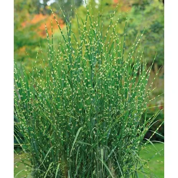 Ozdobnice čínská Zebrinus