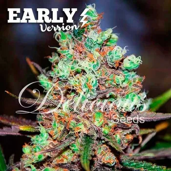 Semeno Delicious Cotton Candy Kush Early Version Balení: 10ks