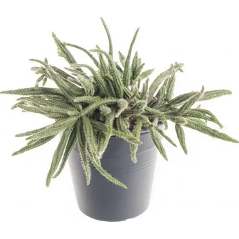 Sazenice Věšák, Rhipsalis baccifera ssp. horrida, průměr květináče 10 - 12 cm