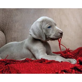 Obraz Plakát Štěně v červené dece bez rámu 50 x 40 cm