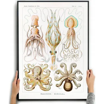 Obraz Plakát CHOBOTNICE - ERNST HAECKEL bez rámu 42 x 59,4 cm