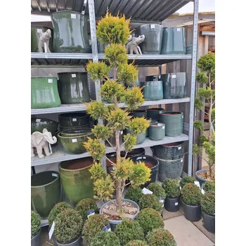 Zahradní traktor Cypřišovec Leylandův 'GOLD RIDER' - PON-PON ,v175-200cm, kontejner 30l