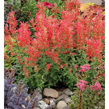 Sazenice Agastache ´KUDOS RED´ kont. 0,5 l