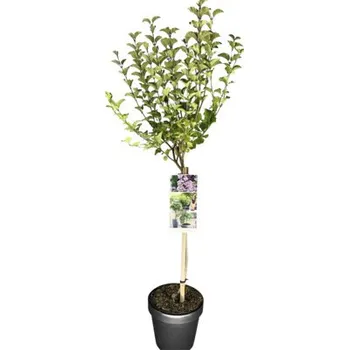 Sazenice Šeřík zakrslý na kmínku FloraSelf Syringa meyeri 'Palibin' výška kmene 50 cm