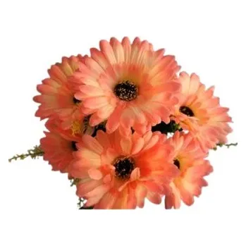 Gerbera kyt., růžovo-bílá J153 růžovo-bílá