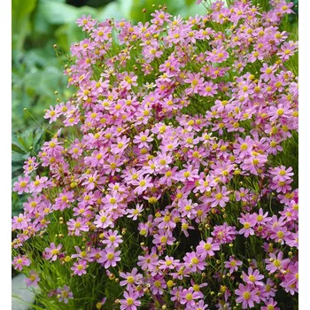 Sazenice Krásnoočko růžové ´AMERICAN DREAM´ kont. 0,5 l