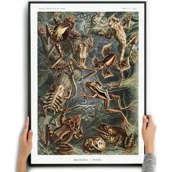 Obraz Plakát ŽÁBY - ERNST HAECKEL bez rámu 42 x 59,4 cm